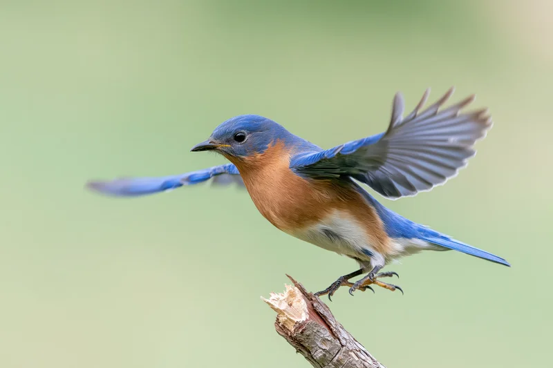 Eastern bluebird launching into flight from a broken branch tip