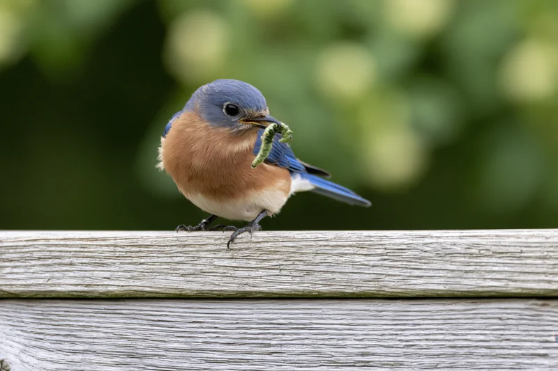 Eastern bluebird perched on weathered wooden fence rail holding caterpillar in beak outdoors