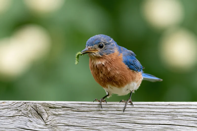 Eastern bluebird perched on weathered wooden fence rail holding caterpillar in beak