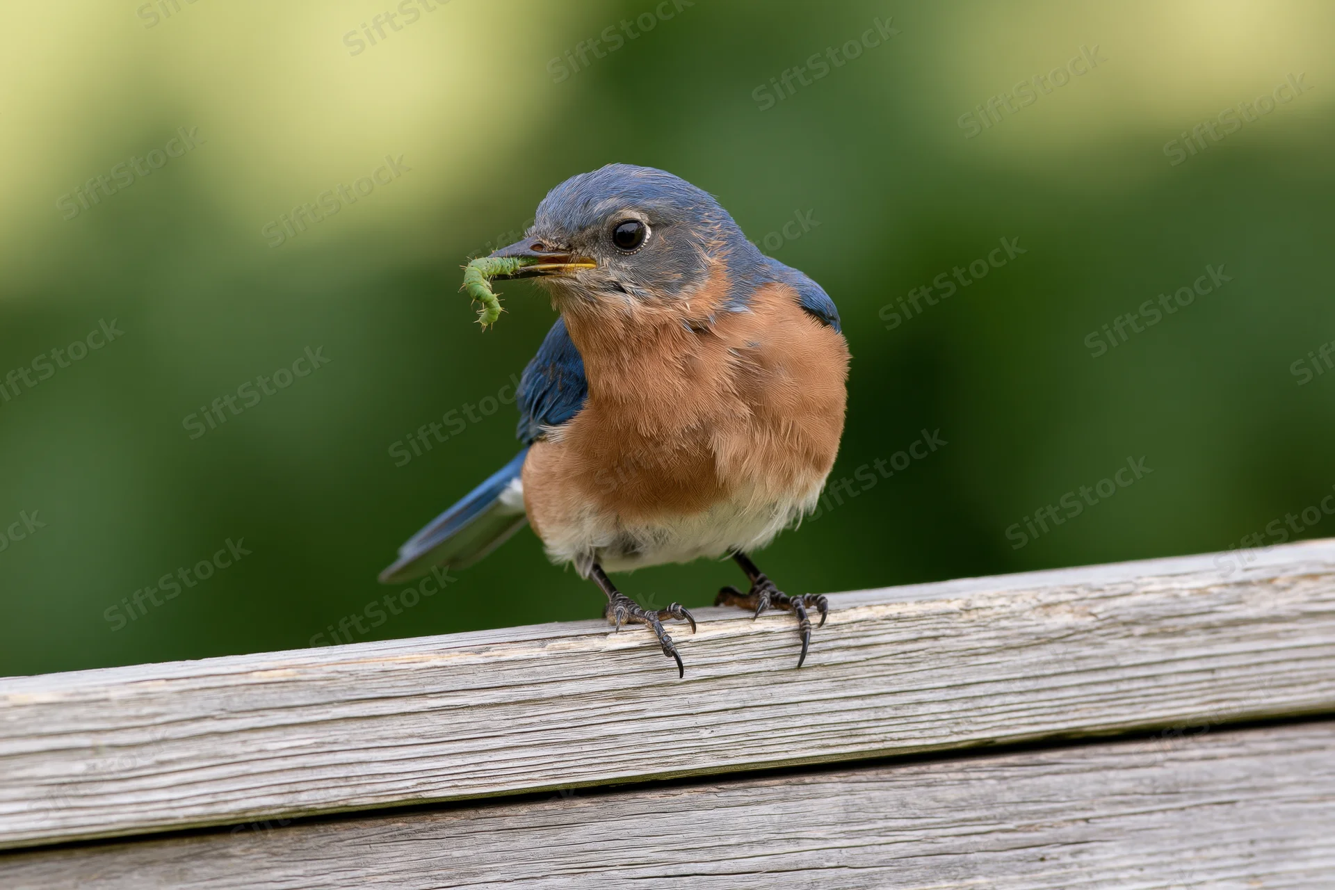 Eastern bluebird perched on weathered wooden fence rail holding caterpillar in beak outdoors