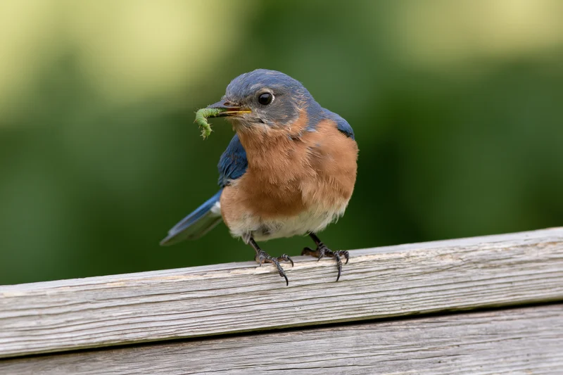 Eastern bluebird perched on weathered wooden fence rail holding caterpillar in beak outdoors