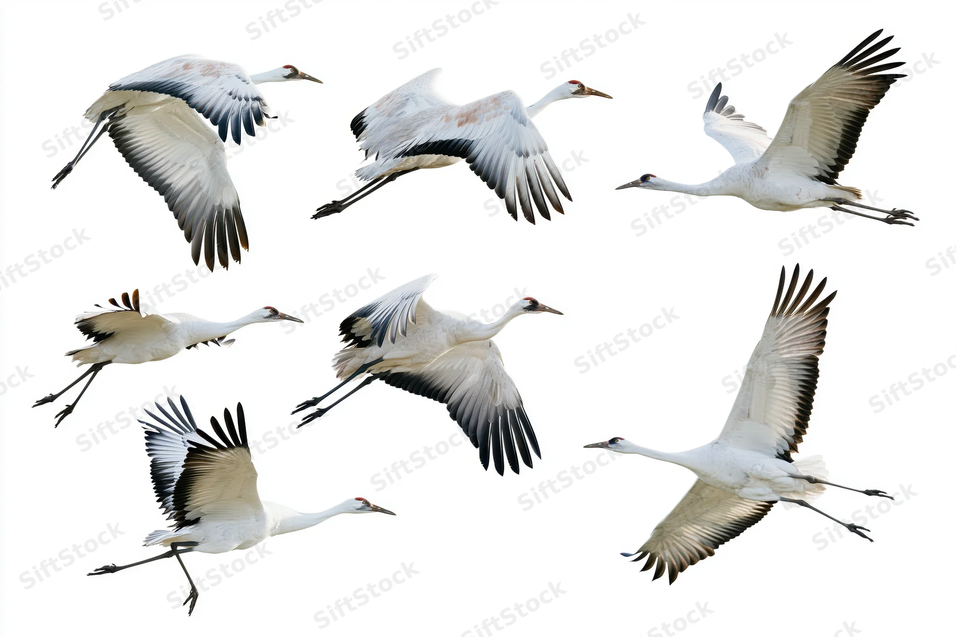Eight red-crowned cranes in various flight poses against white background