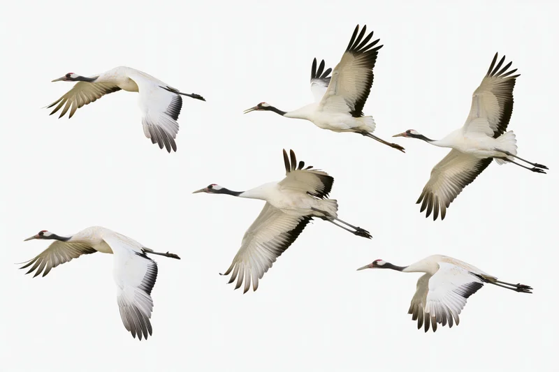 Red-crowned cranes in flight with wings spread against white background