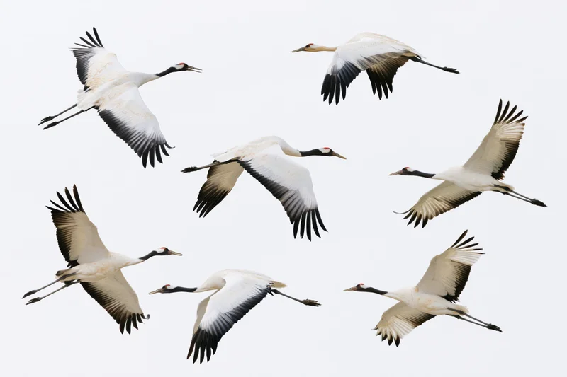 Eight red-crowned cranes in flight with wings spread against a white sky