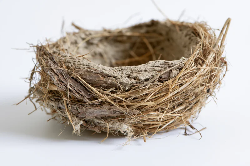Empty bird nest made of dried grass twigs and mud on white background