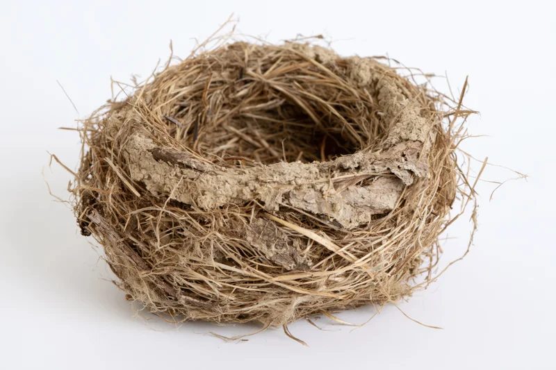 Empty bird nest made of dried grass twigs and mud on white background