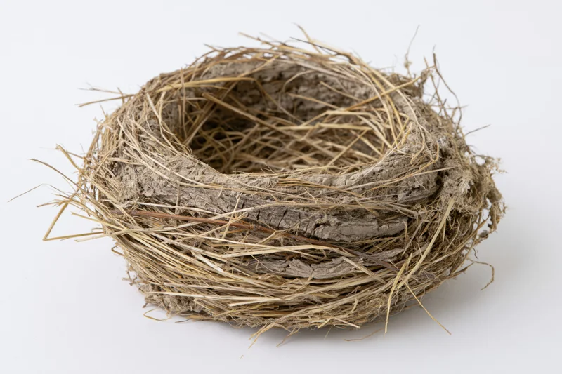 Empty bird nest made of dried grass twigs and mud on white background