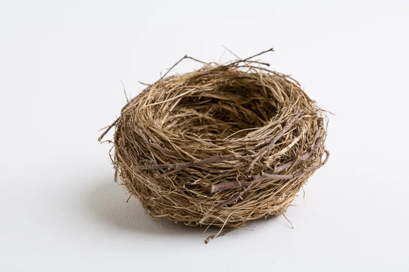 Empty bird nest made of dried twigs and grass on white background