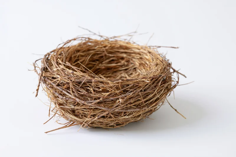 Empty bird nest made of dried twigs and grass on white background