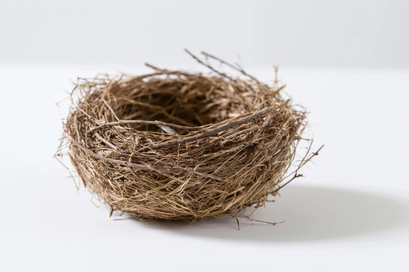 Empty bird nest made of dried twigs and grass on a white surface