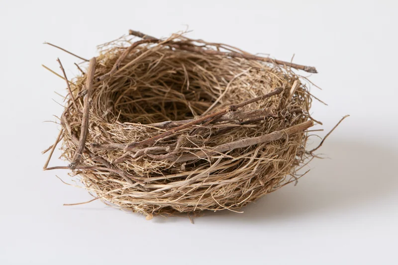 Empty bird nest made of dry twigs and woven grass on white background