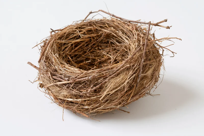 Empty bird nest made of dry twigs and woven grass on white background