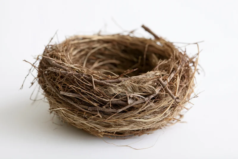 Empty bird nest made of dry twigs and woven grass on white background