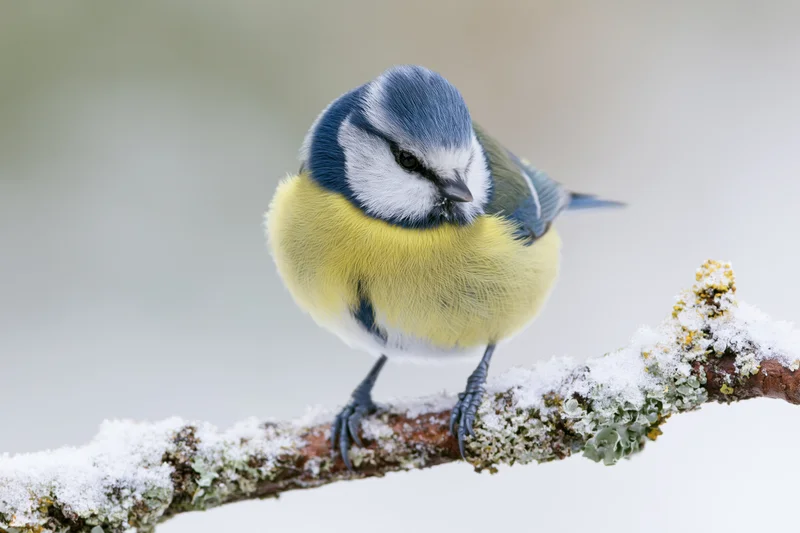 Eurasian blue tit perched on snow-covered lichen-encrusted branch in winter forest