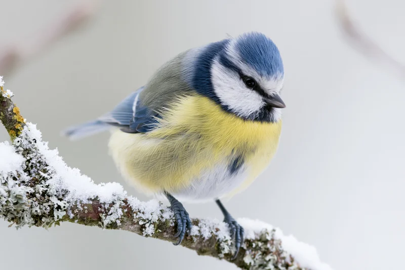Eurasian blue tit perched still on a snow-covered lichen-encrusted branch in winter