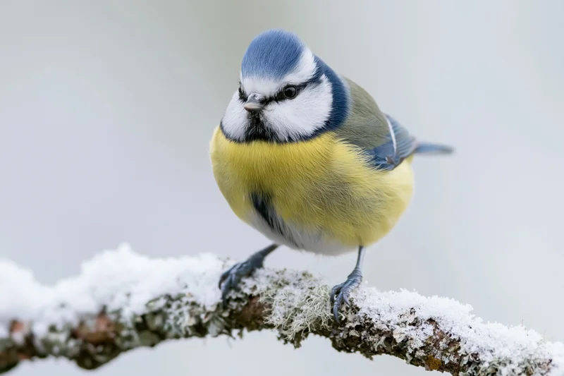 Eurasian blue tit perched on snow-covered lichen-encrusted branch in winter woodland