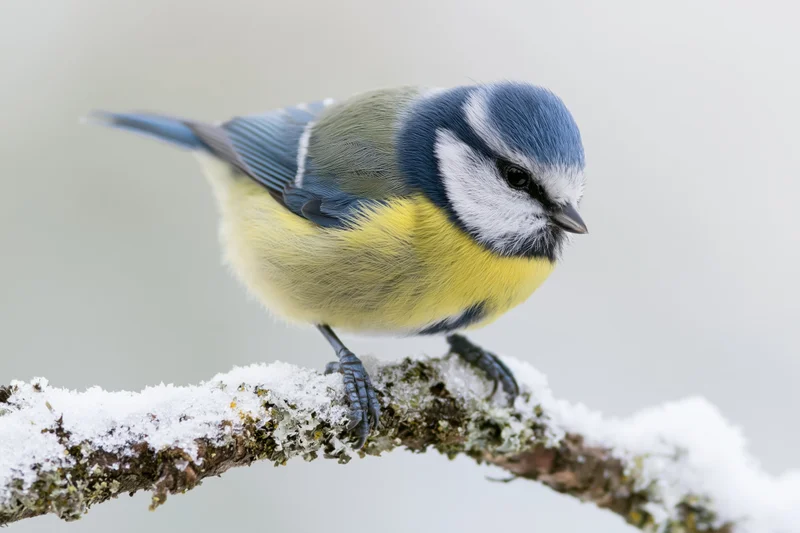 Eurasian blue tit perched on snow-covered branch with lichen and moss in winter forest