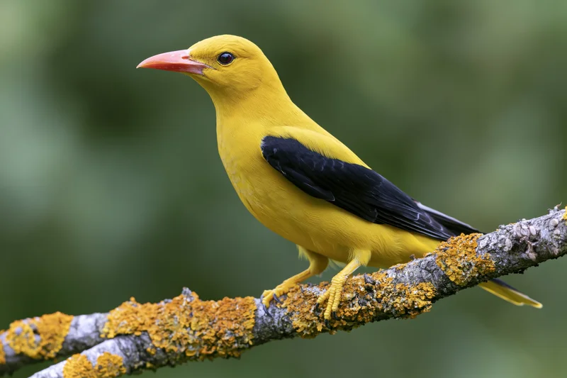 Eurasian golden oriole perched sideways on a lichen-covered branch in a forest setting