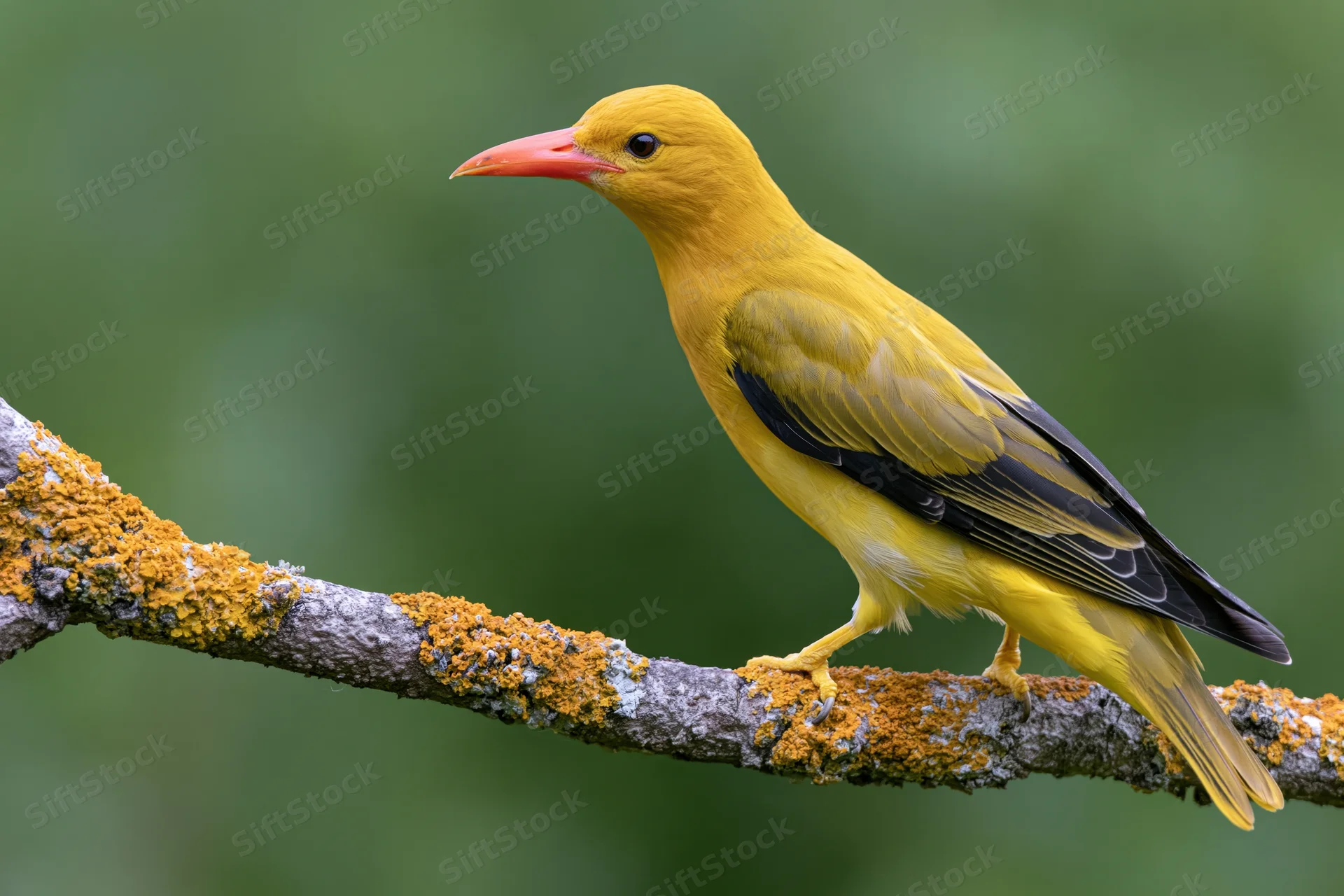 Eurasian golden oriole perched sideways on a lichen-covered branch in a green forest setting
