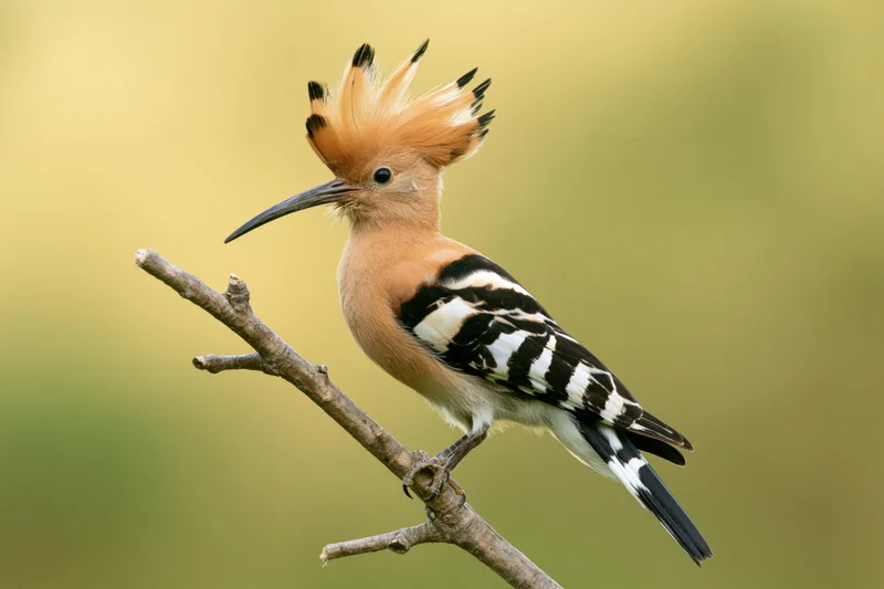 Hoopoe perched on a bare diagonal branch with crest raised in natural setting