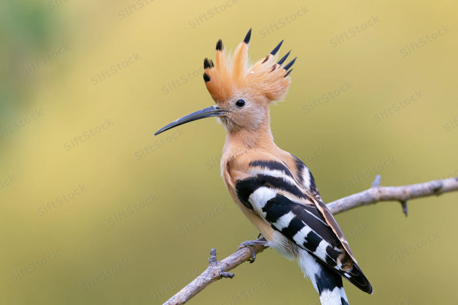 Hoopoe perched on a bare diagonal branch with crest raised in natural setting