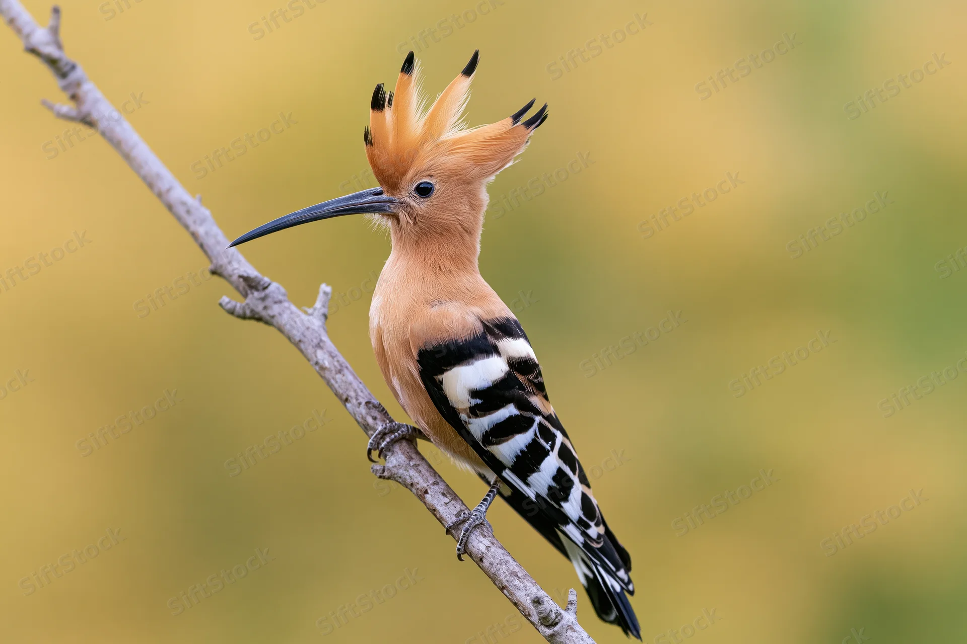 Hoopoe perched on a bare diagonal branch with crest raised in a natural setting