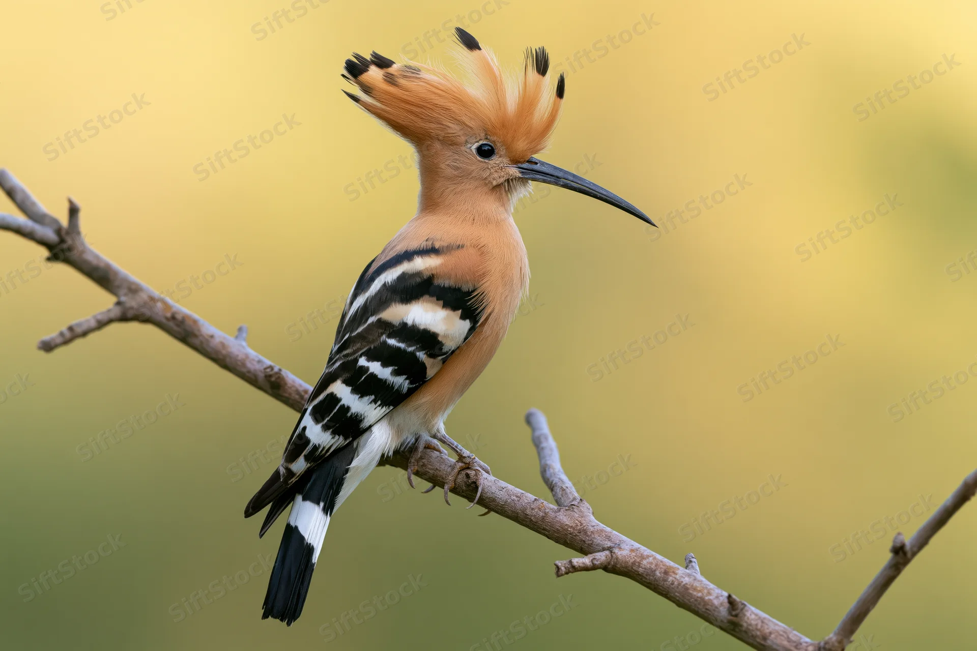 Hoopoe perched on a bare diagonal branch with crest raised in natural setting