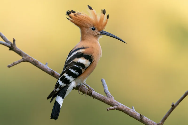 Hoopoe perched on a bare diagonal branch with crest raised in natural setting