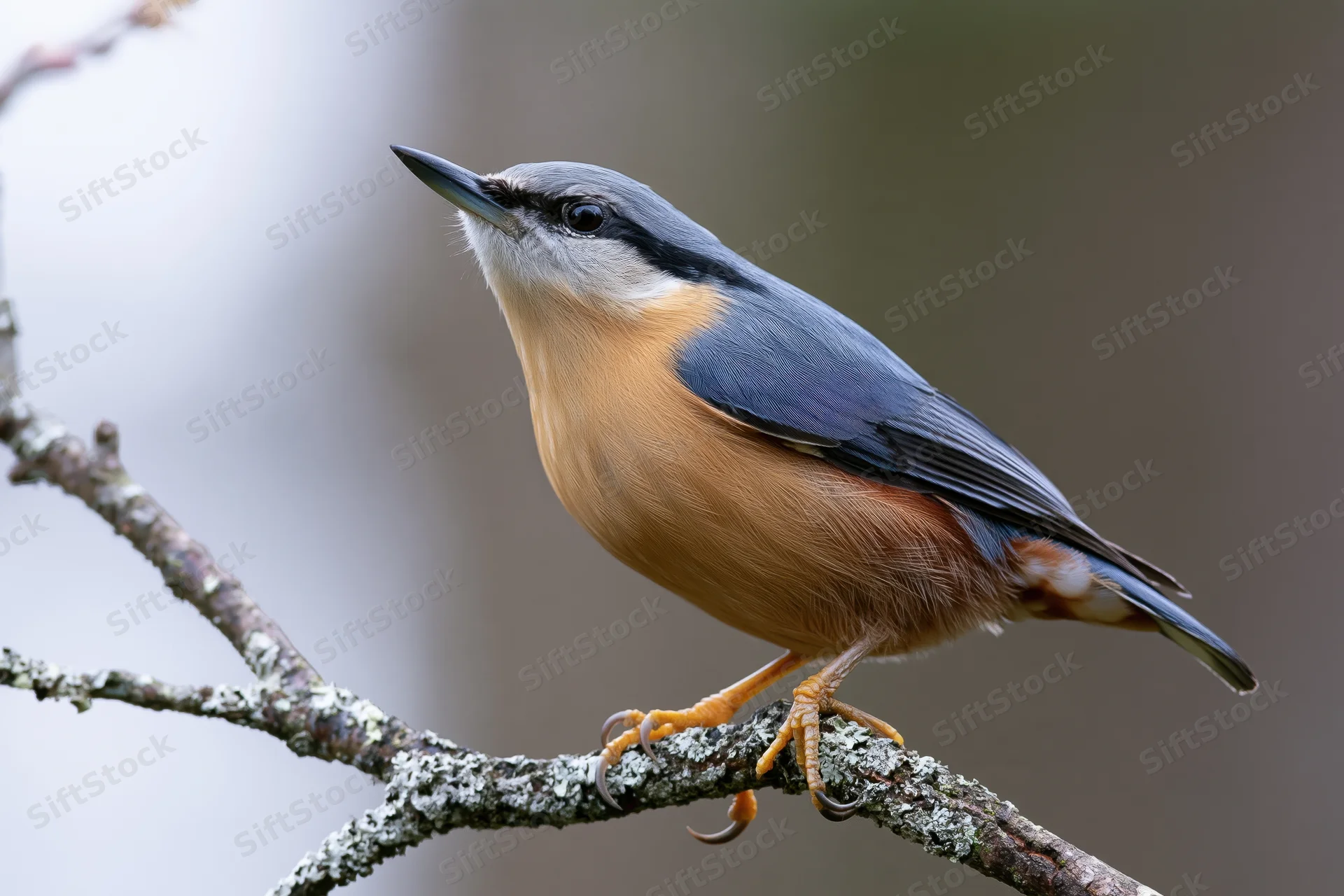 Eurasian nuthatch perched upright on a lichen-covered branch in a woodland setting