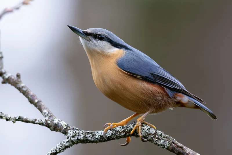 Eurasian nuthatch perched upright on a lichen-covered branch in a woodland setting