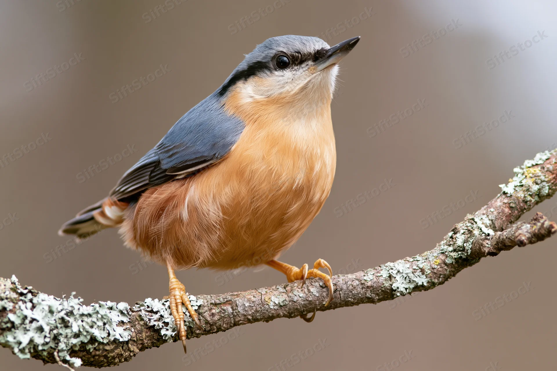Eurasian nuthatch perched upright on a lichen-covered branch in a forest setting