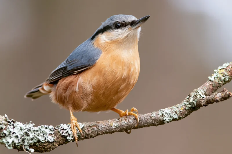 Eurasian nuthatch perched upright on a lichen-covered branch in a forest setting