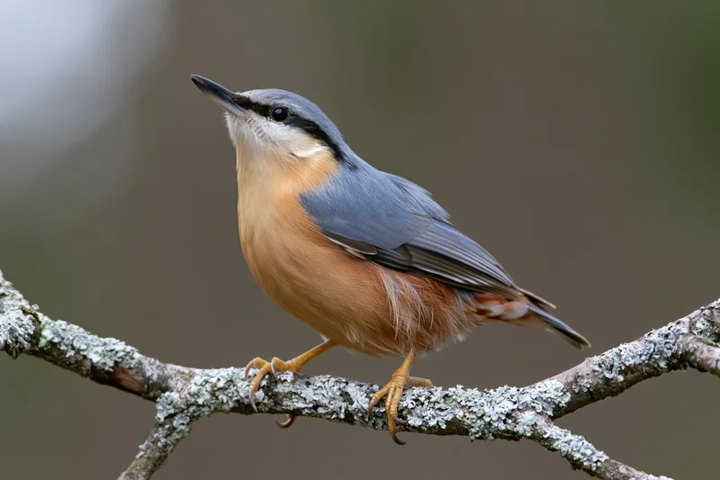 Eurasian nuthatch perched on a lichen-covered branch in a forest setting