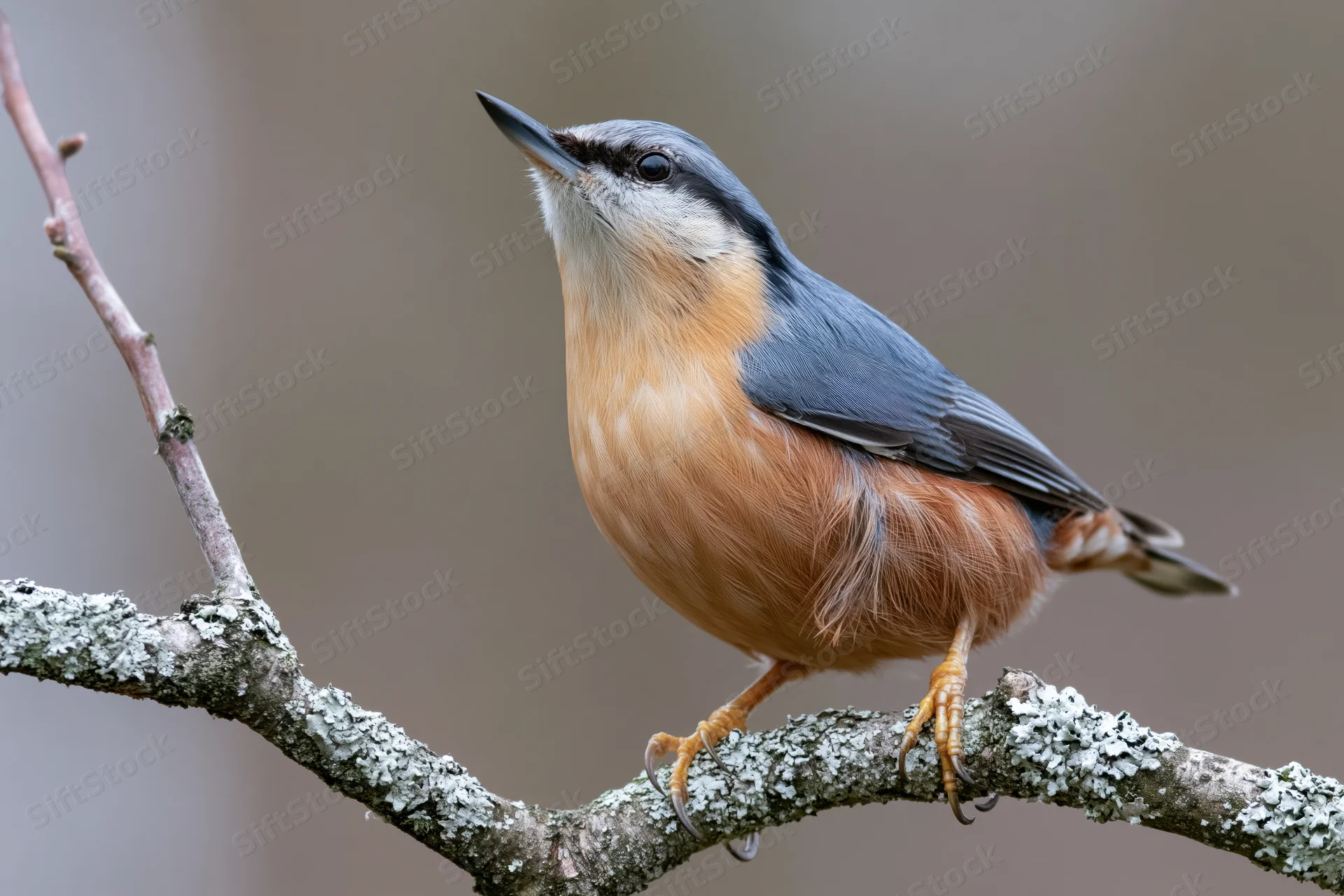 Eurasian nuthatch perched on a lichen-covered branch in a forest setting