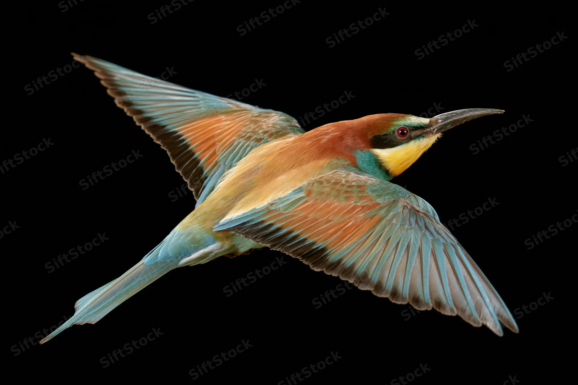 European bee-eater in mid-flight with wings fully spread against black background