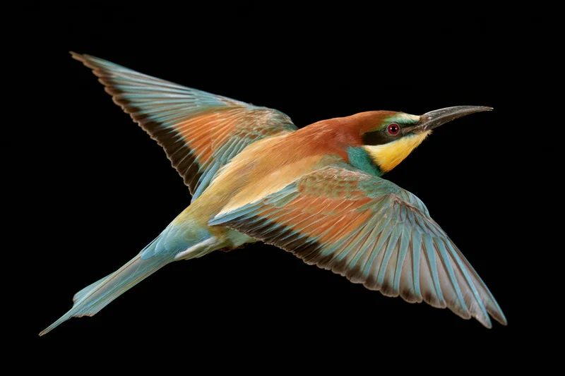 European bee-eater in mid-flight with wings fully spread against black background