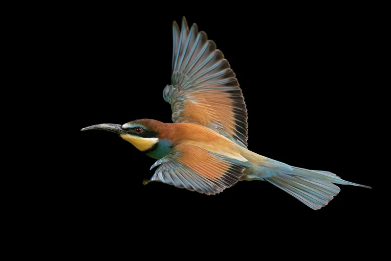 European bee-eater in mid-flight with wings fully spread against black background