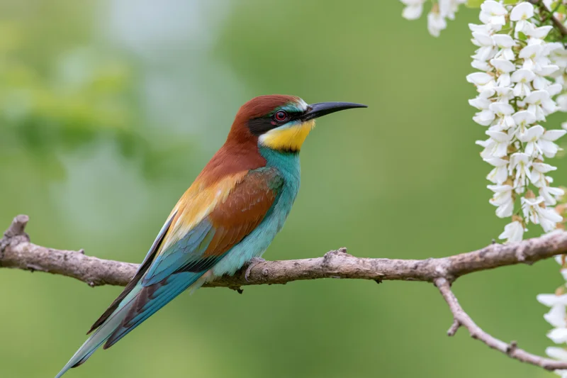 Europeanbeeater perched on a branch beside white blossoms in a green outdoor setting