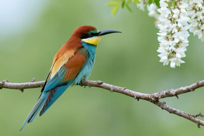 European bee-eater perched on a branch near white blossoms in a green outdoor setting
