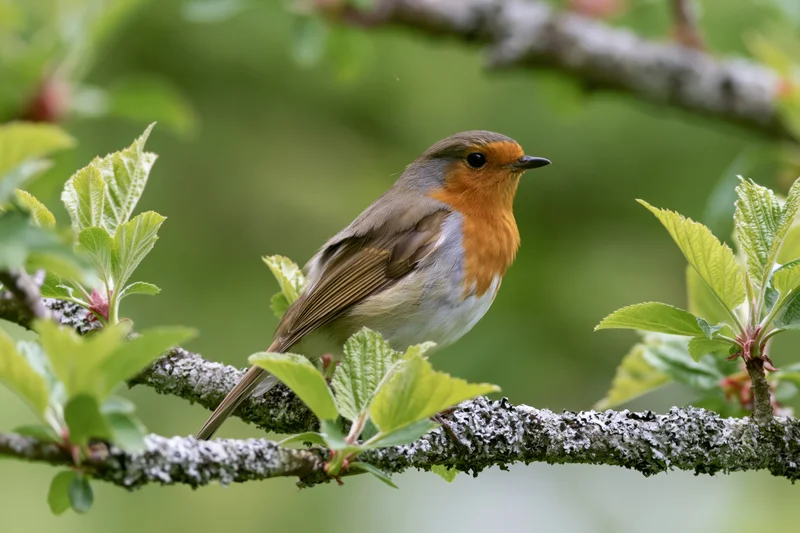 European robin perched alert on a lichen-covered branch surrounded by green foliage