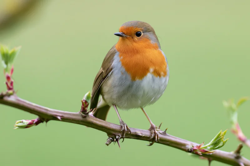 European robin perched alert on a thorny branch with fresh buds in a green natural setting