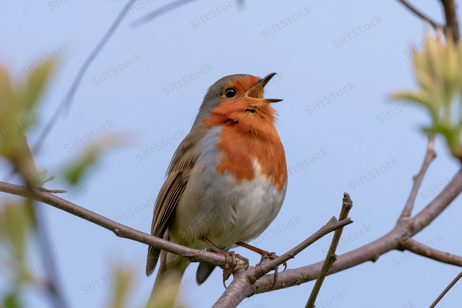 Robin singing perched on a bare branch against a clear blue sky