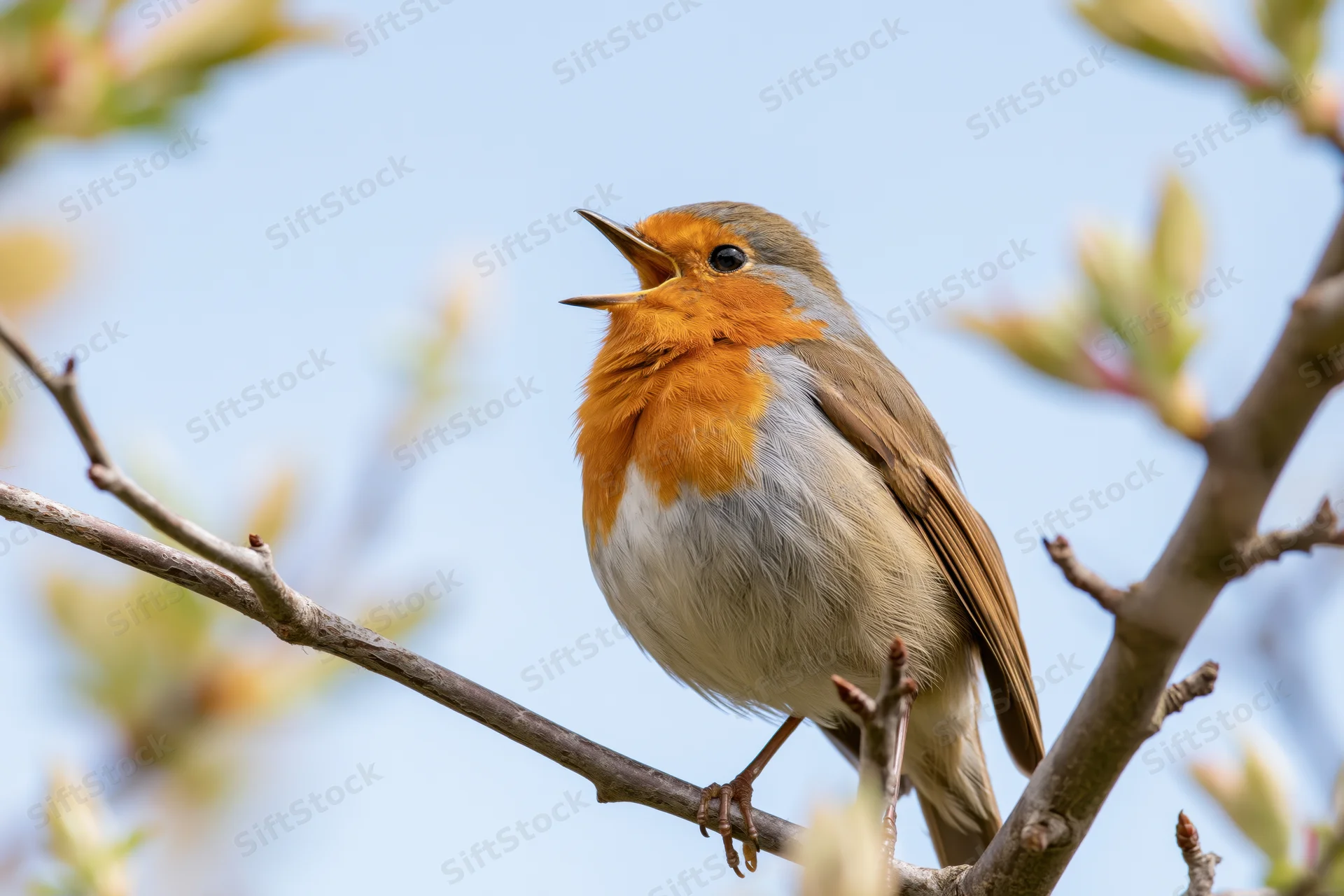 Robin singing perched on a bare branch against a blue sky with spring buds in the background