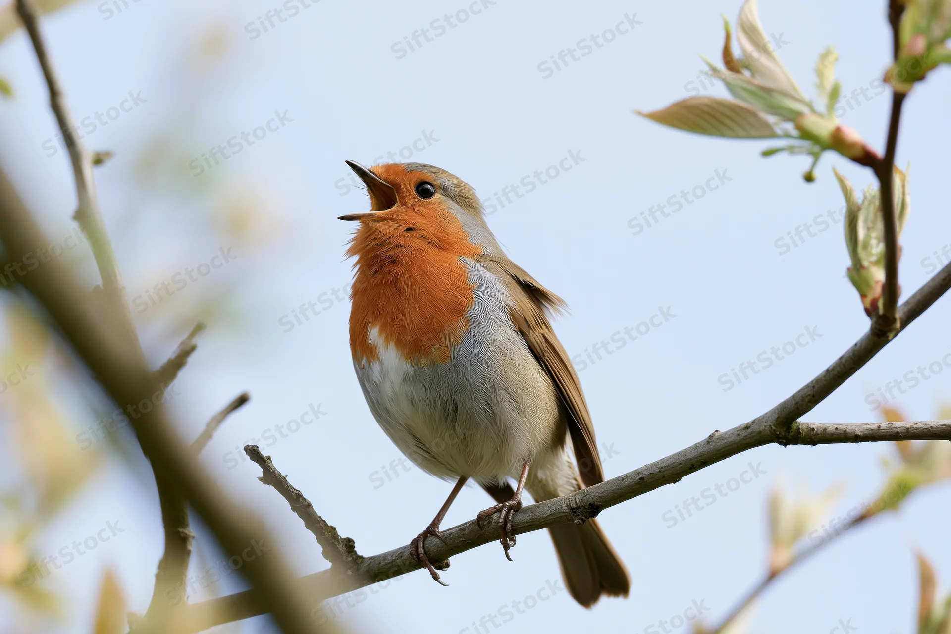 Robin singing perched on a branch in springtime outdoors