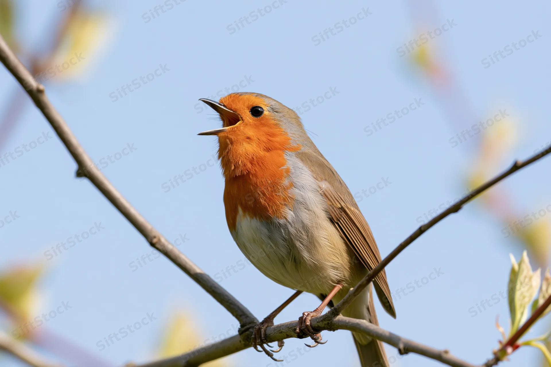 Robin singing with beak open perched on a branch against a blue sky
