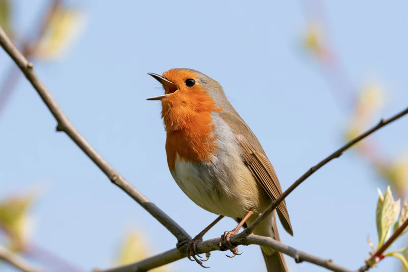Robin singing with beak open perched on a branch against a blue sky