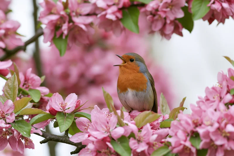 Robin perched on flowering crabapple branch with open beak among pink blossoms