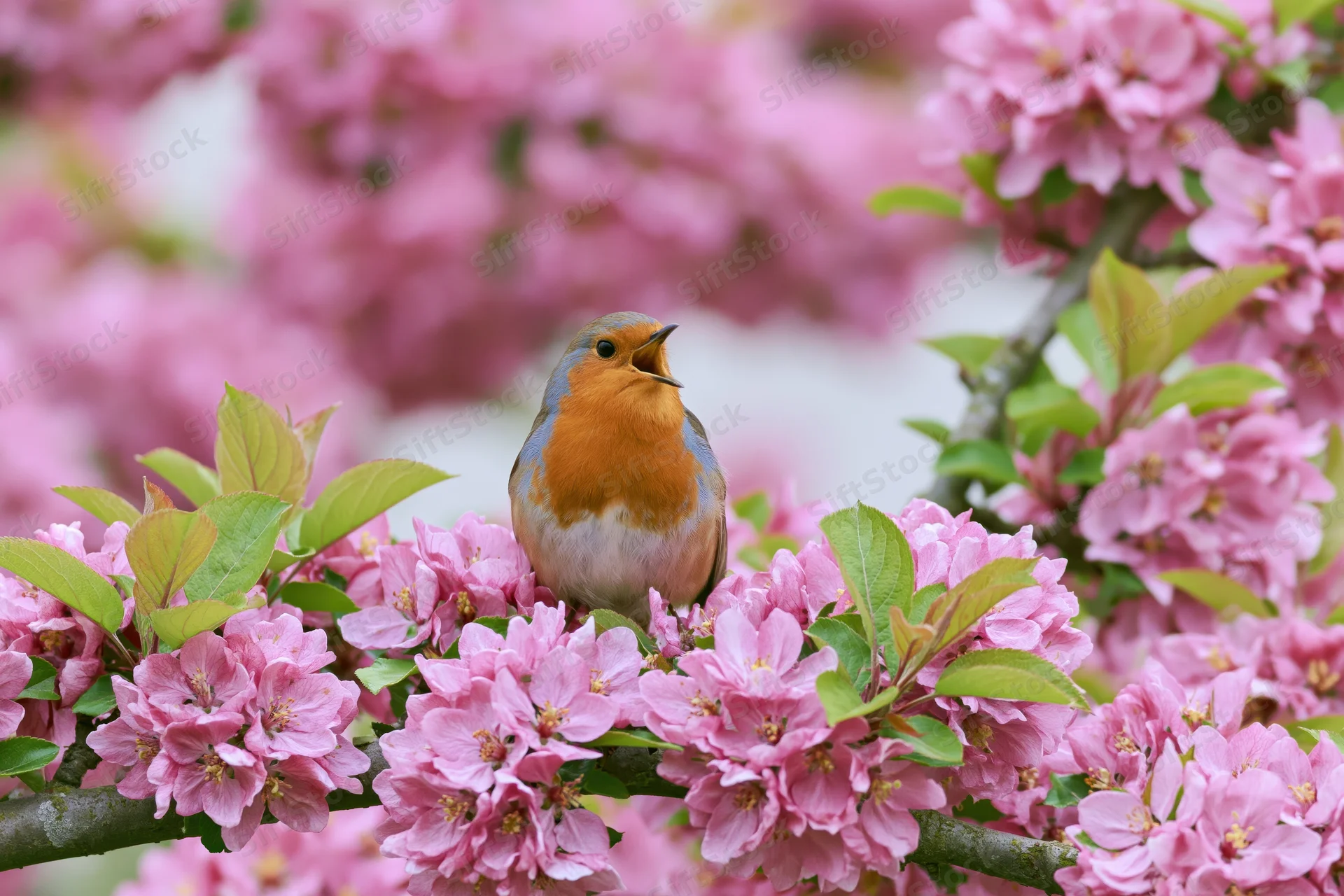 Robin singing perched on flowering crabapple branch