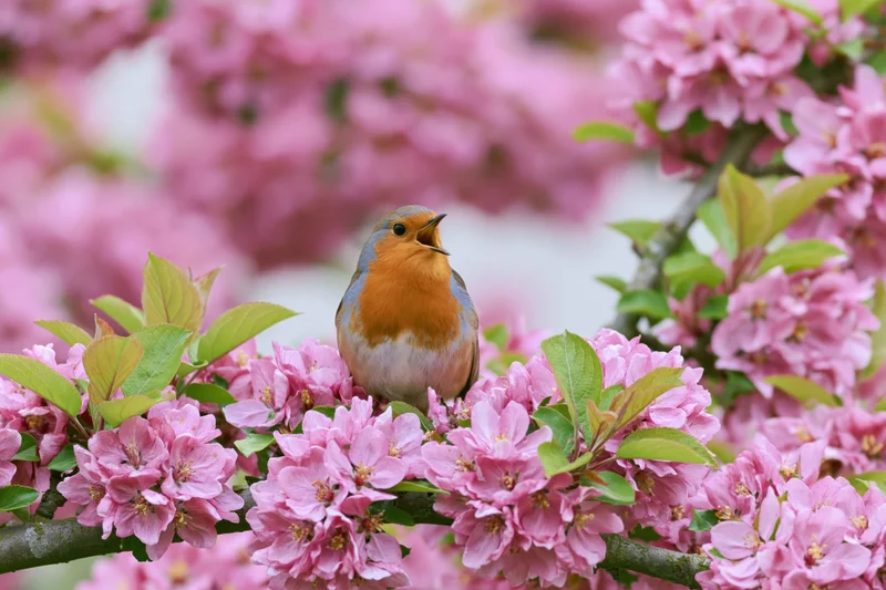 Robin singing perched on flowering crabapple branch