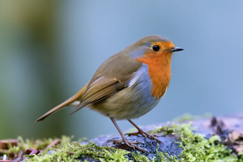 European robin perched on a mossy log in a forest understory